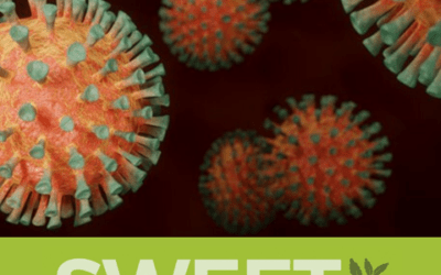 SWEET Team hard at work addressing COVID-19